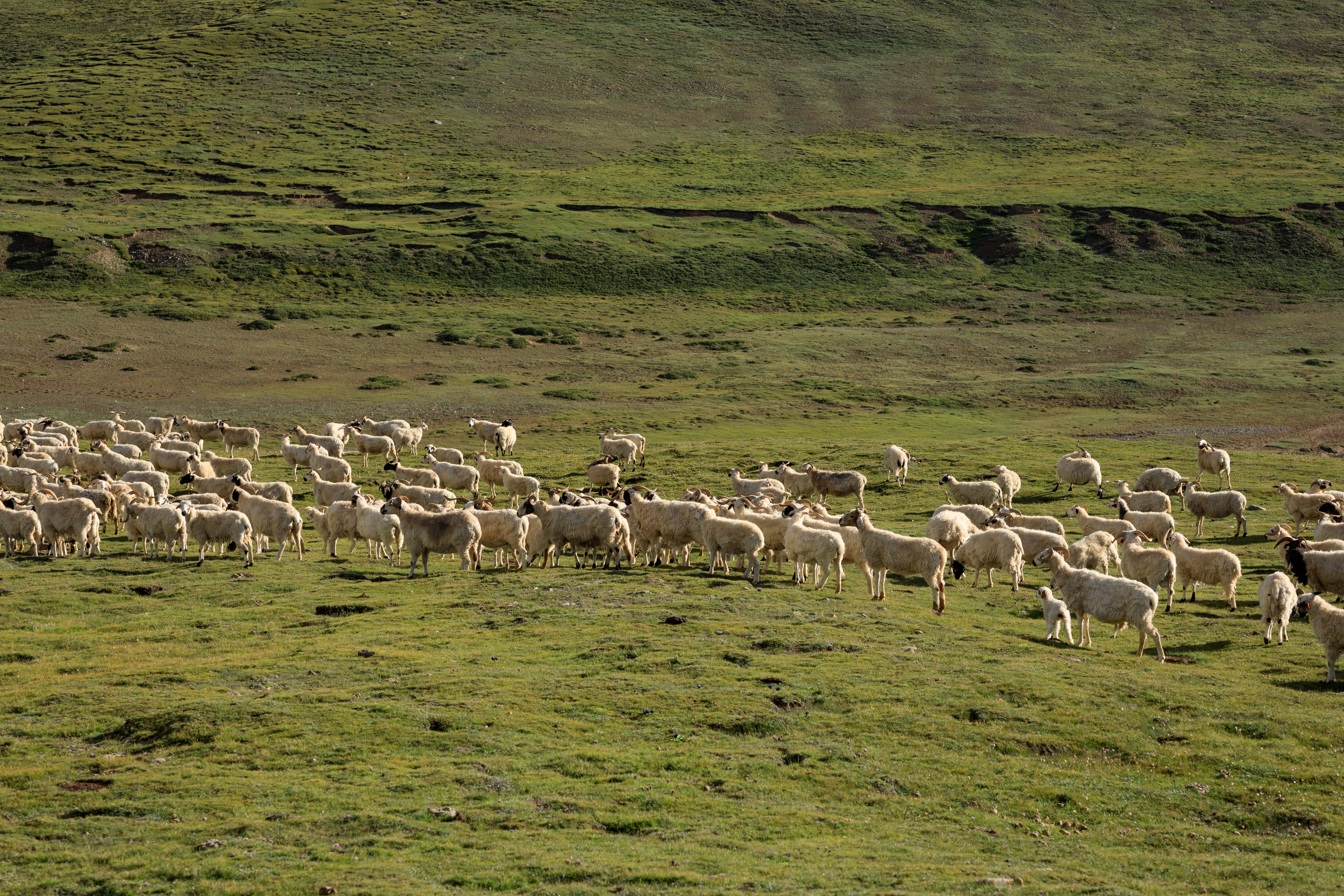 Réttir – Iceland’s Sheep Round-Up Tradition